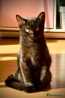 British Shorthair cats Adorable British Shorthair kittens - Blue & Choco - Advert 4