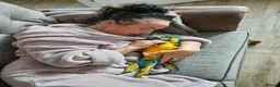 Macaws birds for sale: 8mth old silly tame  in Newport - Advert 1