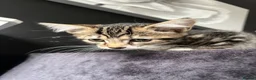 Mixed Breed cats for sale: Fluffy Kittens for sale - Advert 22
