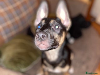 Mixed Breed dogs - Advert 19