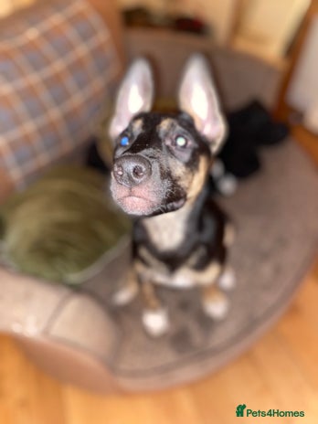 Mixed Breed dogs - Advert 1