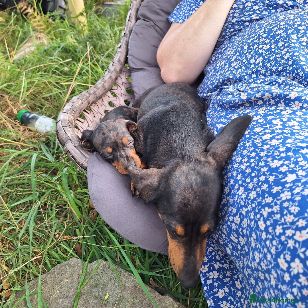 Miniature Dachshund dogs for sale: 2 gorgeous boys looking for their forever home - Image 13
