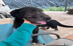 Mixed Breed dogs for adoption: TARMAC - a handsome young boy for a Loving Home - Image 8
