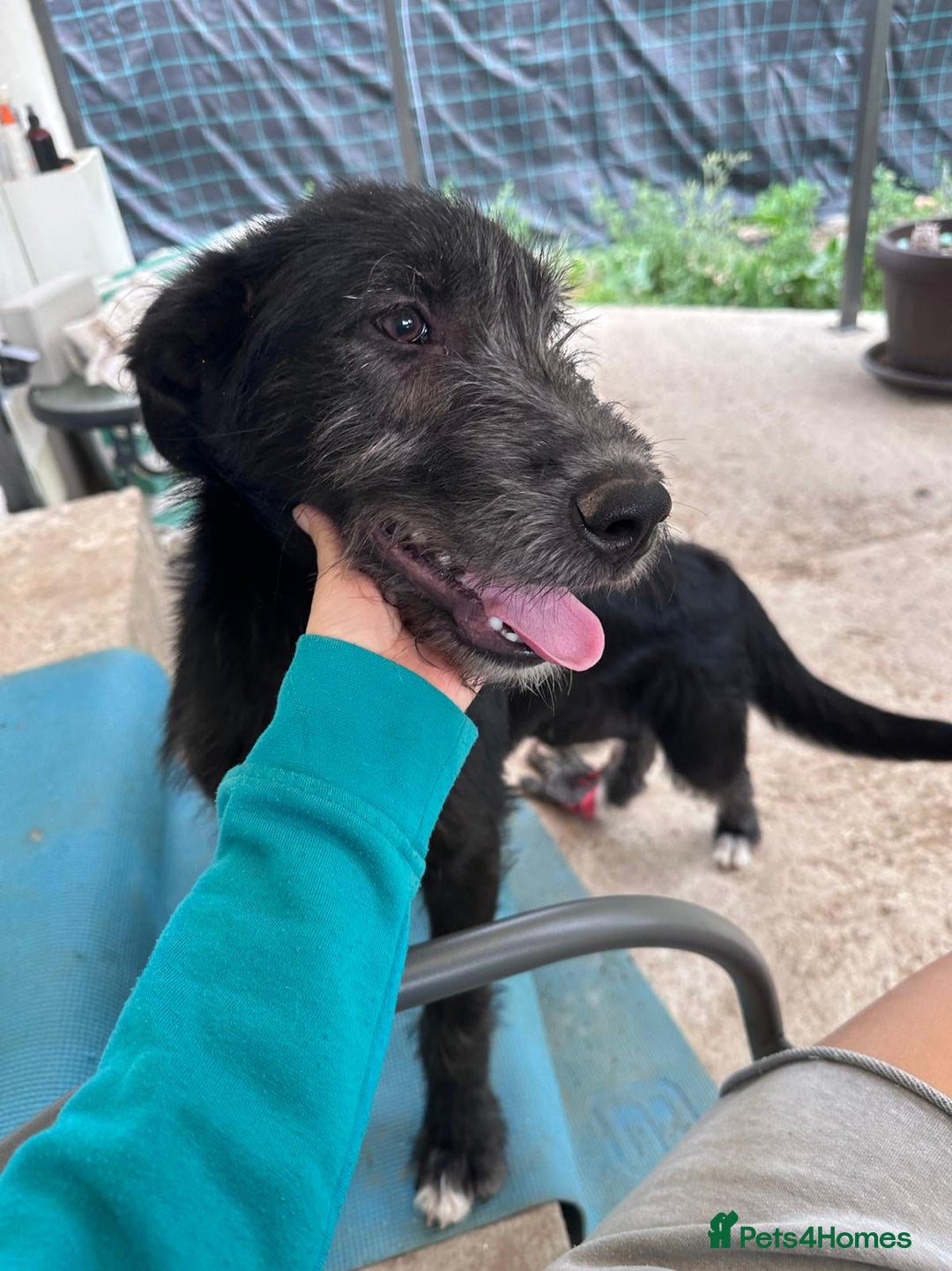Mixed Breed dogs for adoption: TARMAC - a handsome young boy for a Loving Home - Image 8