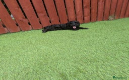 Cockapoo dogs for sale: 6 months old male cockerpoo - Image 4