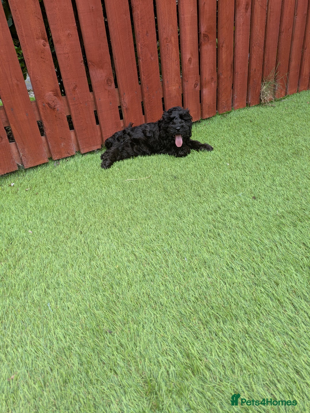 Cockapoo dogs for sale: 6 months old male cockerpoo - Image 4