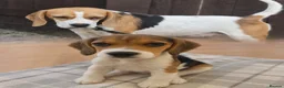 Beagle dogs for sale: Luna the beagle  - Advert 5
