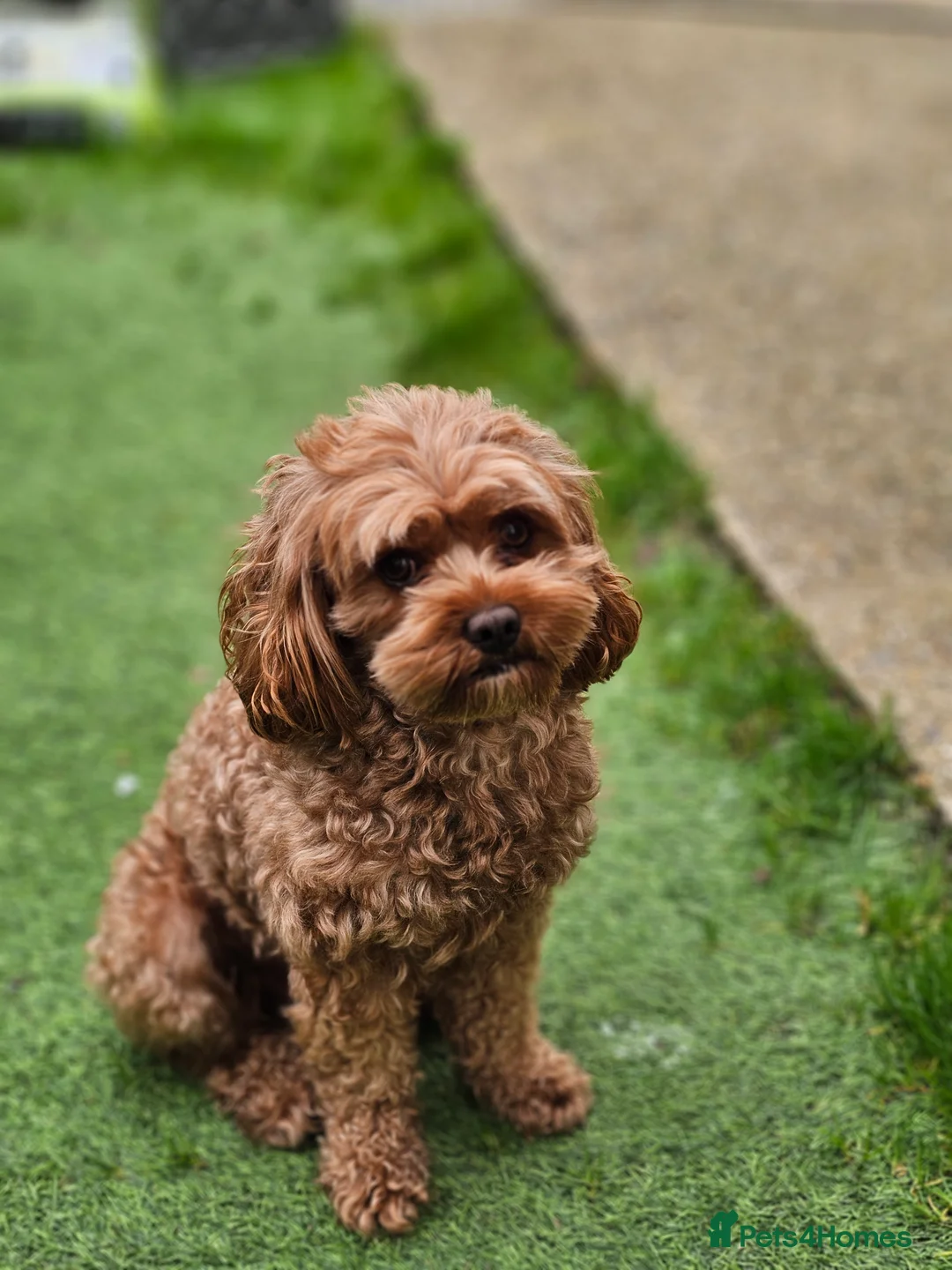 Cavapoo dogs for stud: Arlo for stud - Advert 7