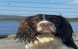 English Springer Spaniel dogs for stud: Springer spaniel stud  - Advert 10