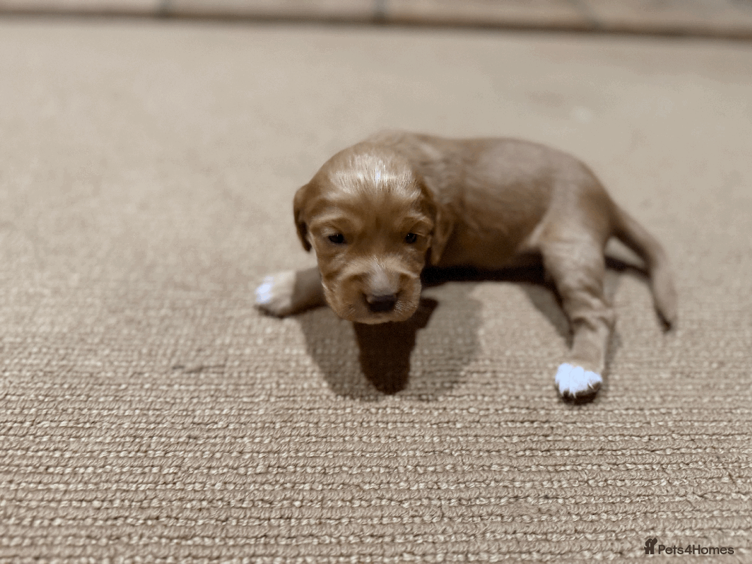 Cocker Spaniel dogs for sale: Lemon Cocker Spaniels ( Four Girls ) - Advert 10