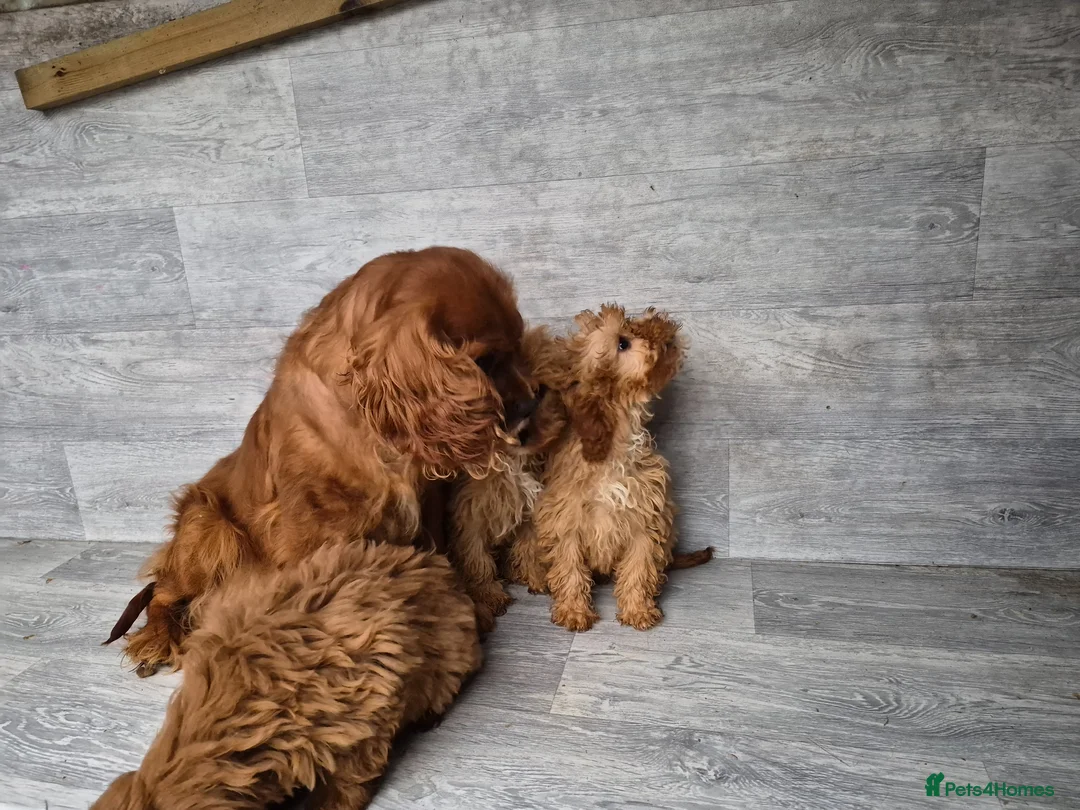 Cavapoo dogs for sale: 3 stunning cavapoo girls ready now - Advert 12