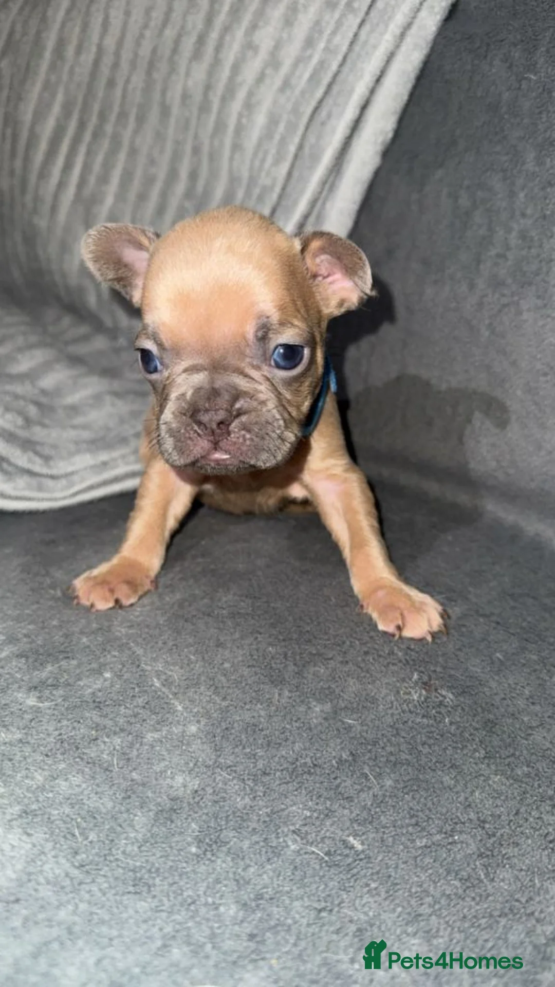 French Bulldog dogs for sale: Stunning French Bulldog Puppies in London - Advert 7