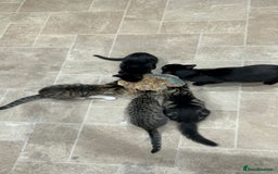 Bombay cats for sale: Friendly and smart Kittens  - Image 9