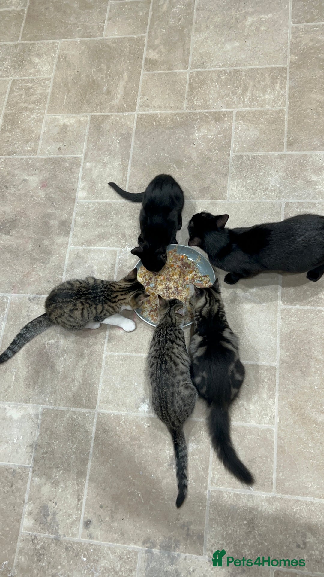 Bombay cats for sale: Friendly and smart Kittens  - Image 9