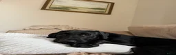 Labrador Retriever dogs for sale: Loving Home Needed for Cub - Advert 2
