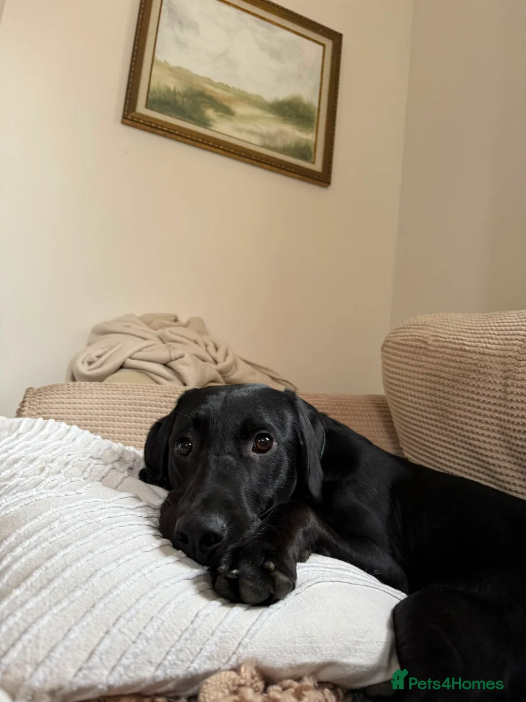 Labrador Retriever dogs for sale: Loving Home Needed for Cub - Advert 2