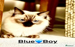 Ragdoll cats for sale: Lovely Ragdoll looking for lovely family - Advert 2