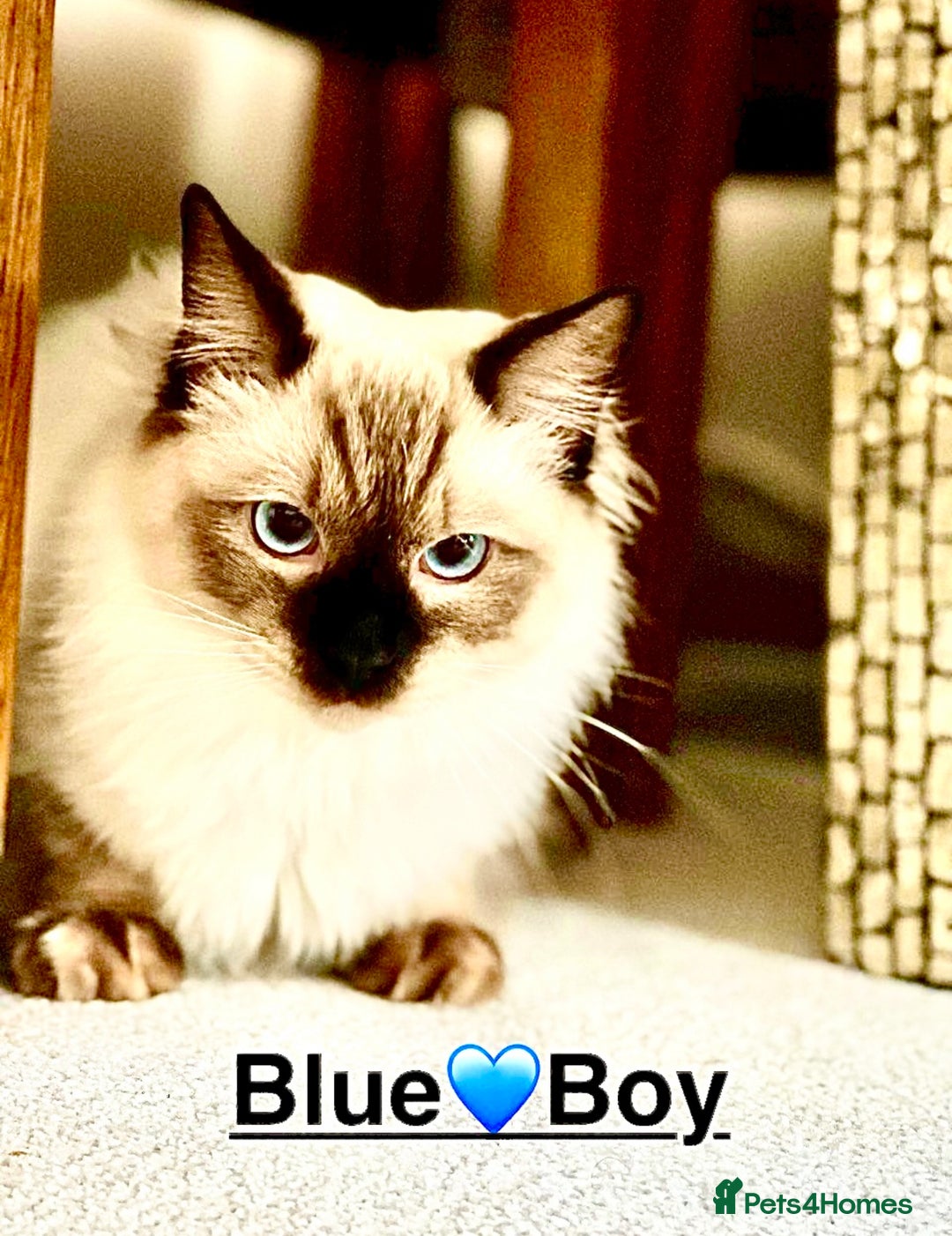 Ragdoll cats for sale: Lovely Ragdoll looking for lovely family - Advert 2