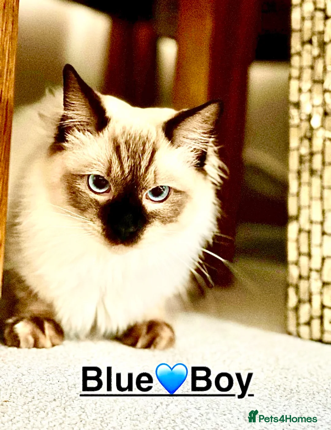 Ragdoll cats for sale: Lovely Ragdoll looking for lovely family - Advert 23