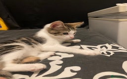 European cats for sale: 2 Adorable Kittens ready for their forever homes  - Advert 9