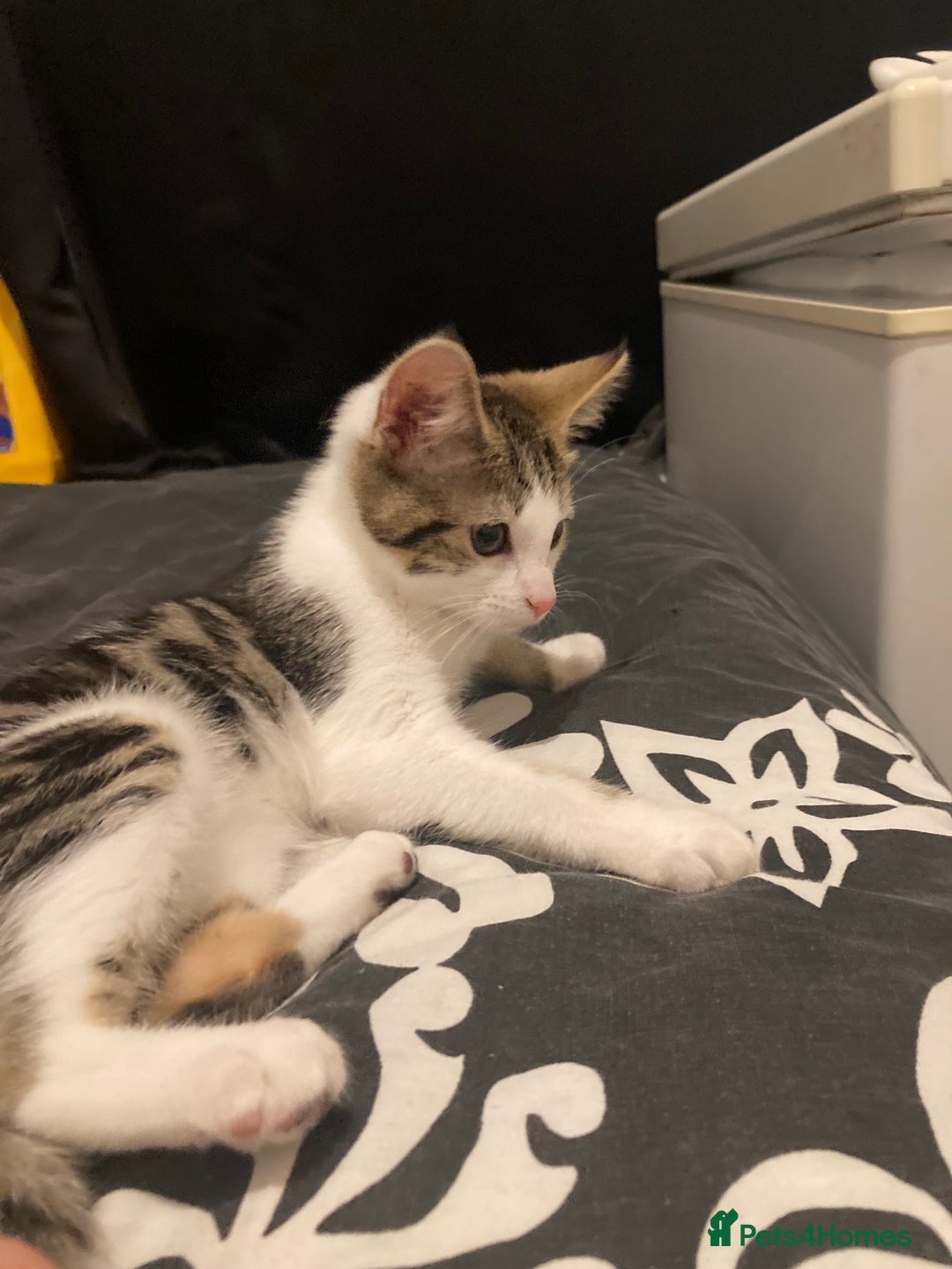 European cats for sale: 2 Adorable Kittens ready for their forever homes  - Advert 9