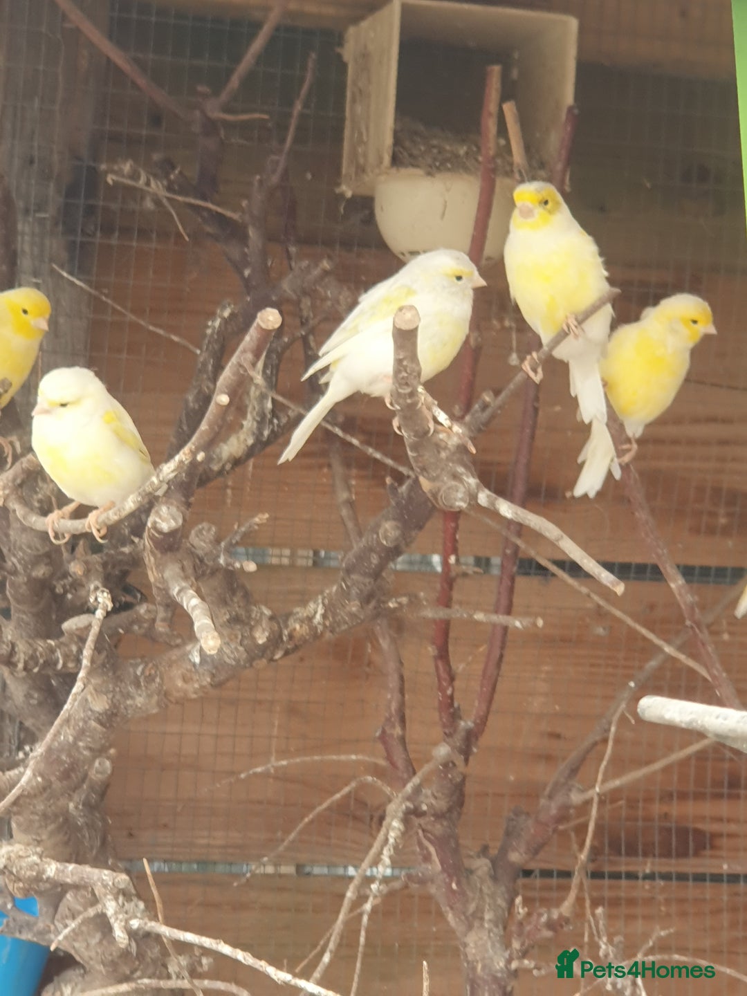Canaries birds for sale: Canaries - Image 7