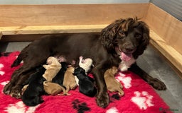 Sprocker dogs for sale: Sprockers - Image 1