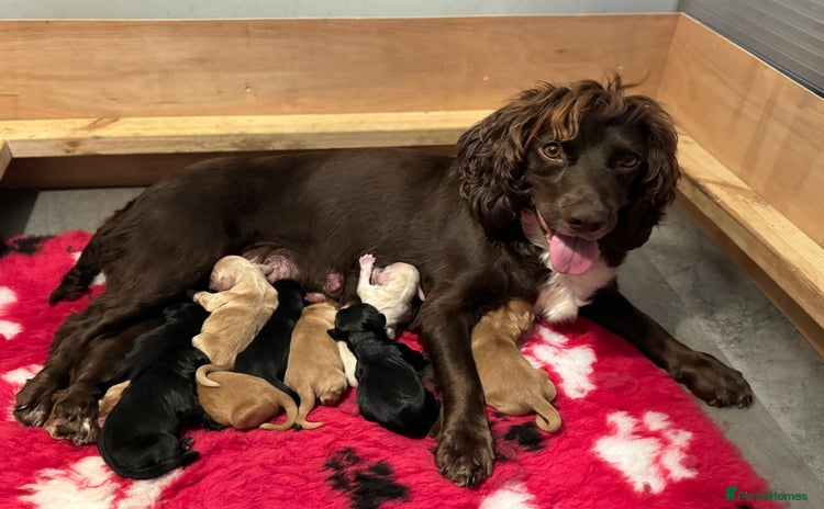 Sprocker dogs - Advert 5
