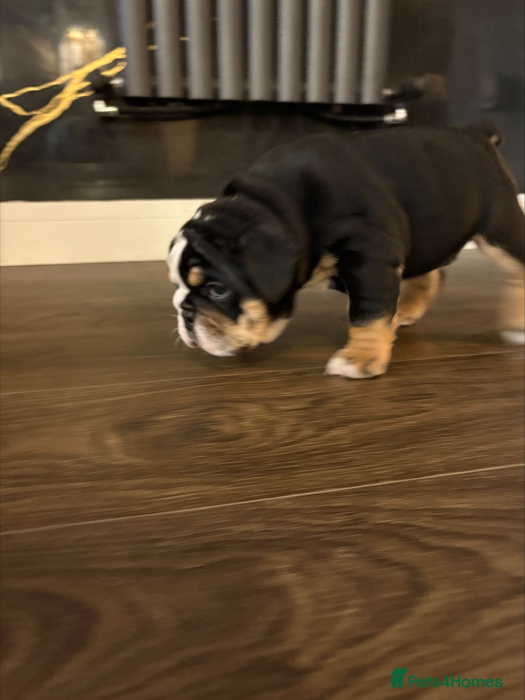 English Bulldog dogs for sale: English bulldog puppies  - Advert 32