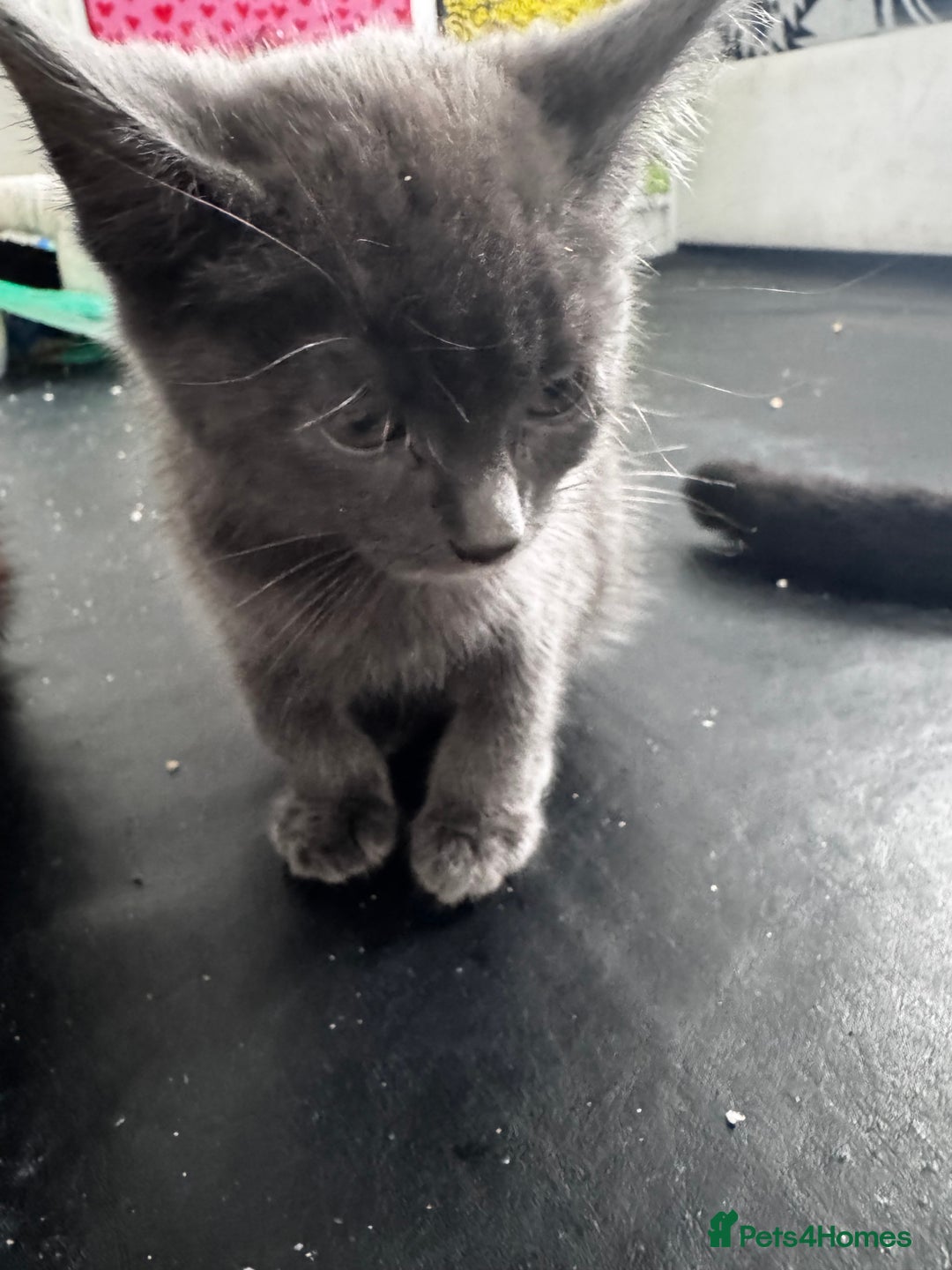 Mixed Breed cats for sale:  4 Kittens British long & short hair mixed breed. - Advert 25