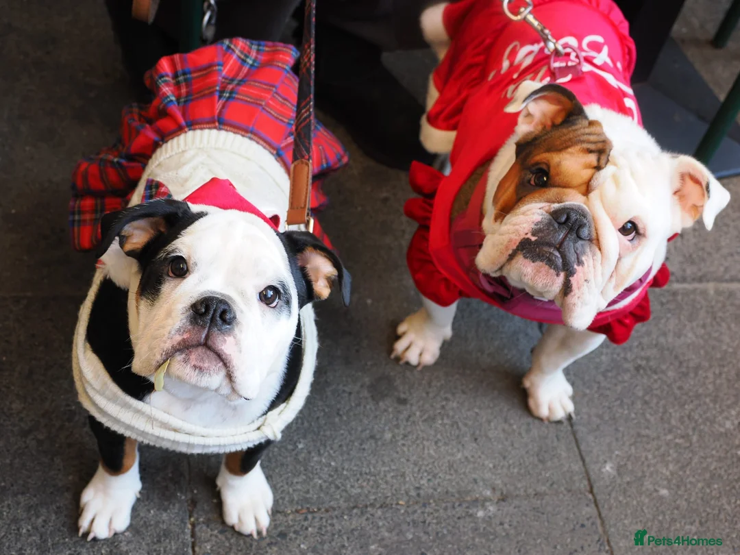 English Bulldog dogs for sale: Gorgeous English bulldog puppy NEBBR REGISTERD - Advert 6
