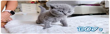 British Shorthair 2