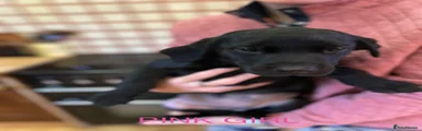 Labrador Retriever 3