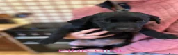 Labrador Retriever dogs for sale: KC Registered Labrador Puppies  ready to go - Advert 9