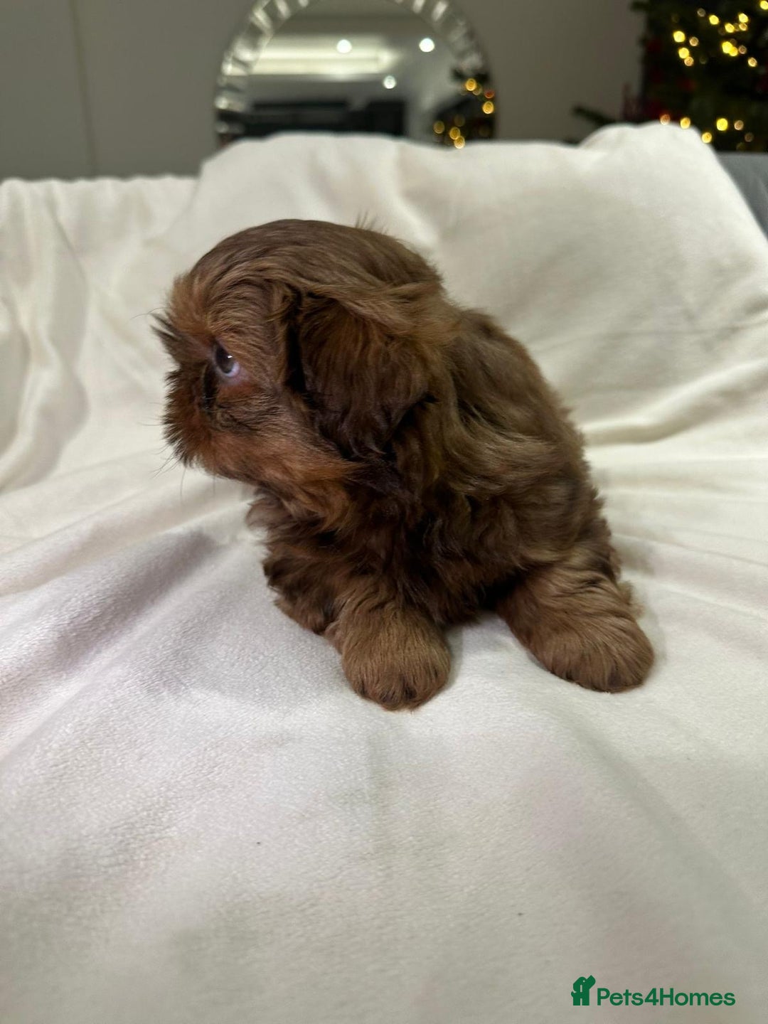 Shih Tzu dogs for sale: kC Imperial Shih tzu Ready now only 1 girl left  - Advert 30