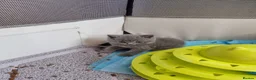 British Shorthair cats for sale: Full Paperwork BSH Kittens Ready 2 July 2026 - Advert 8