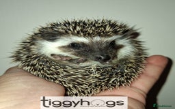 Pygmy Hedgehog rodents for sale: Handsome boys available-new pics added 5/8 - Image 9