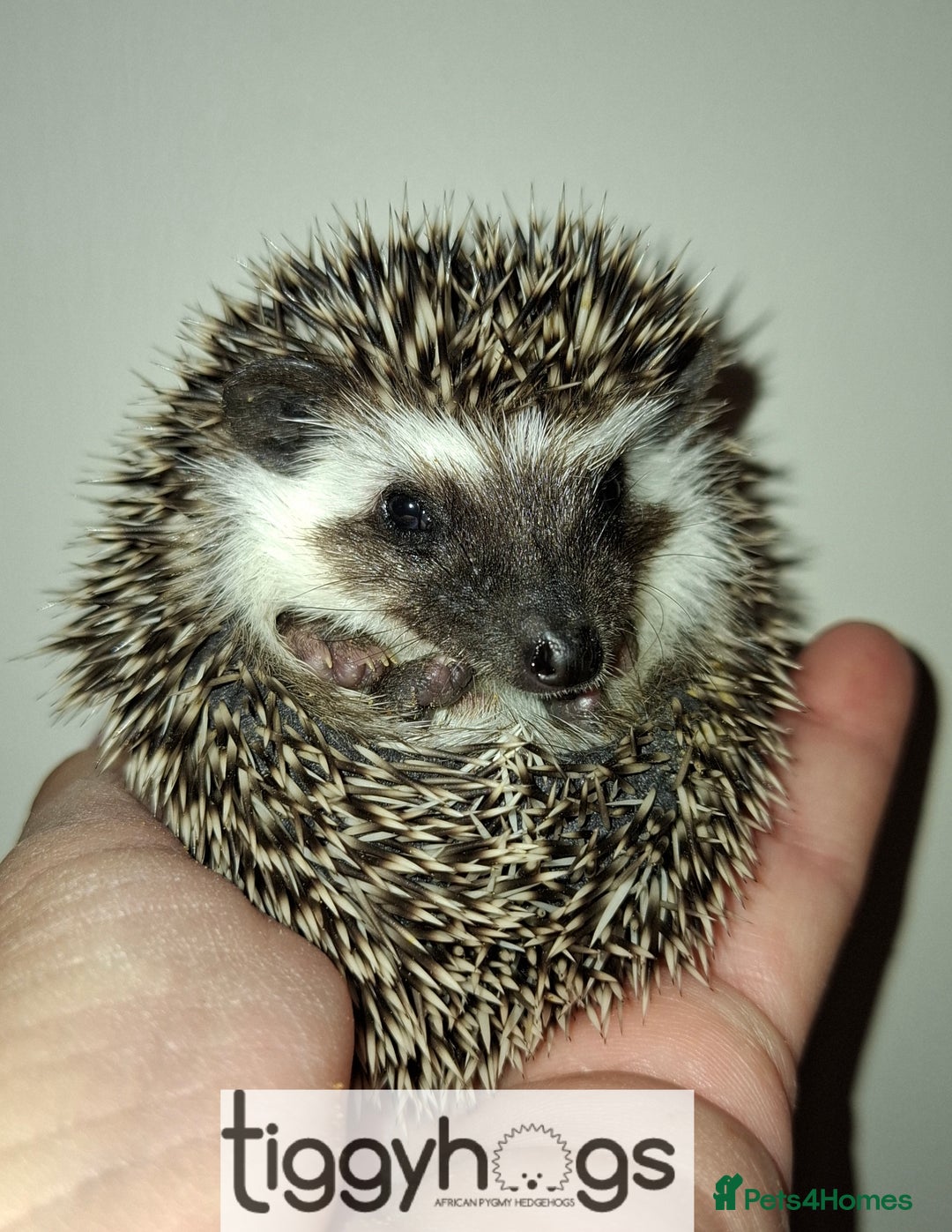 Pygmy Hedgehog rodents for sale: Handsome boys available-new pics added 5/8 - Image 9