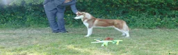 Siberian Husky dogs for sale: Jack and Spice  - Advert 1