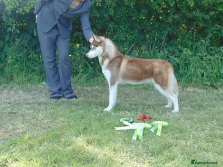 Siberian Husky dogs Jack and Spice - Advert 2