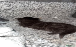 Mixed Breed cats for sale: 3 stunning mixed breed kittens - Image 7