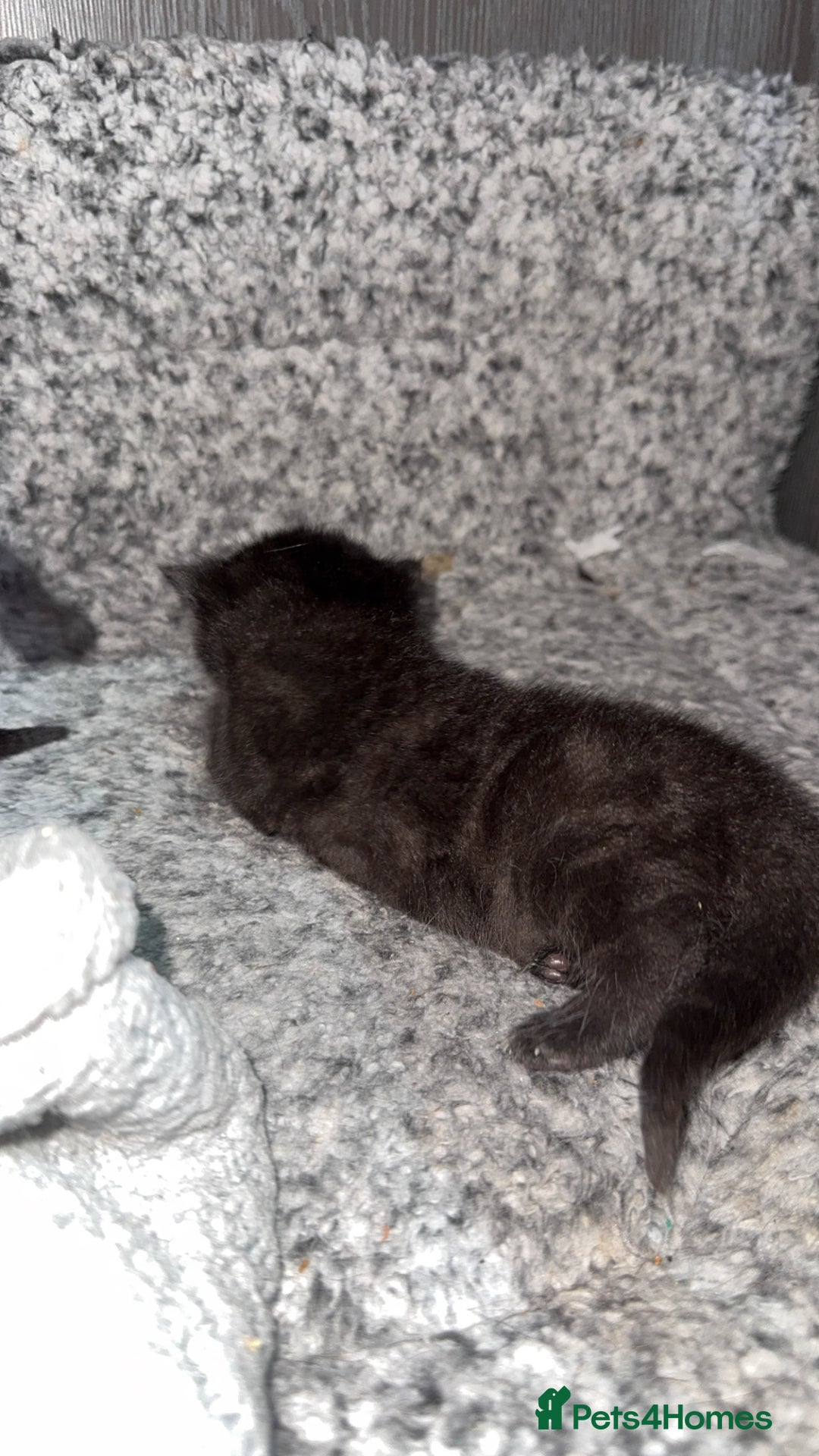Mixed Breed cats for sale: 3 stunning mixed breed kittens - Image 7