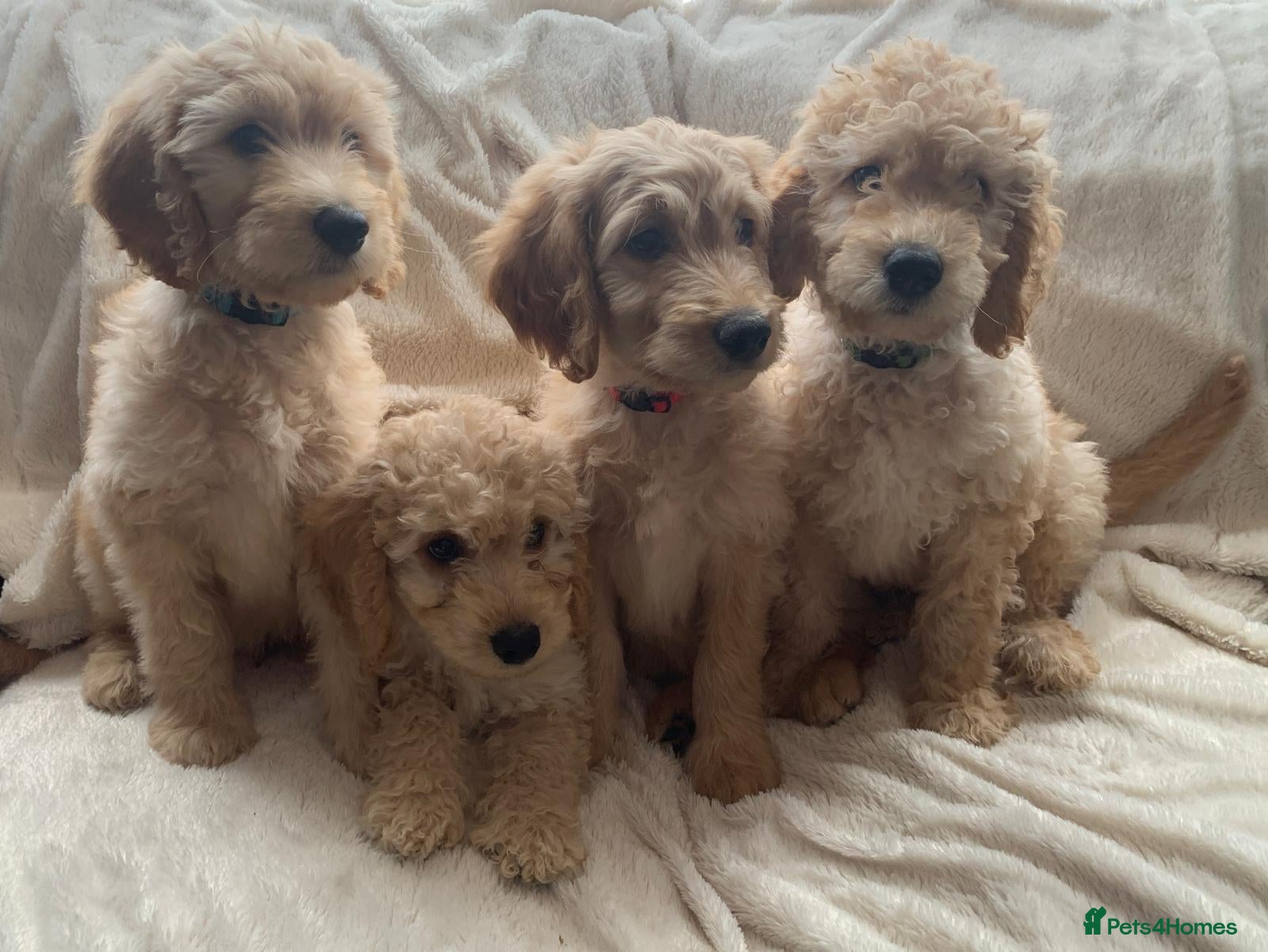 Labradoodle dogs READY NOW! Stunning Standard Labradoodle Puppies  - Advert 2