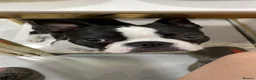 Boston Terrier dogs for sale: Giving my dog away for free in London - Advert 4