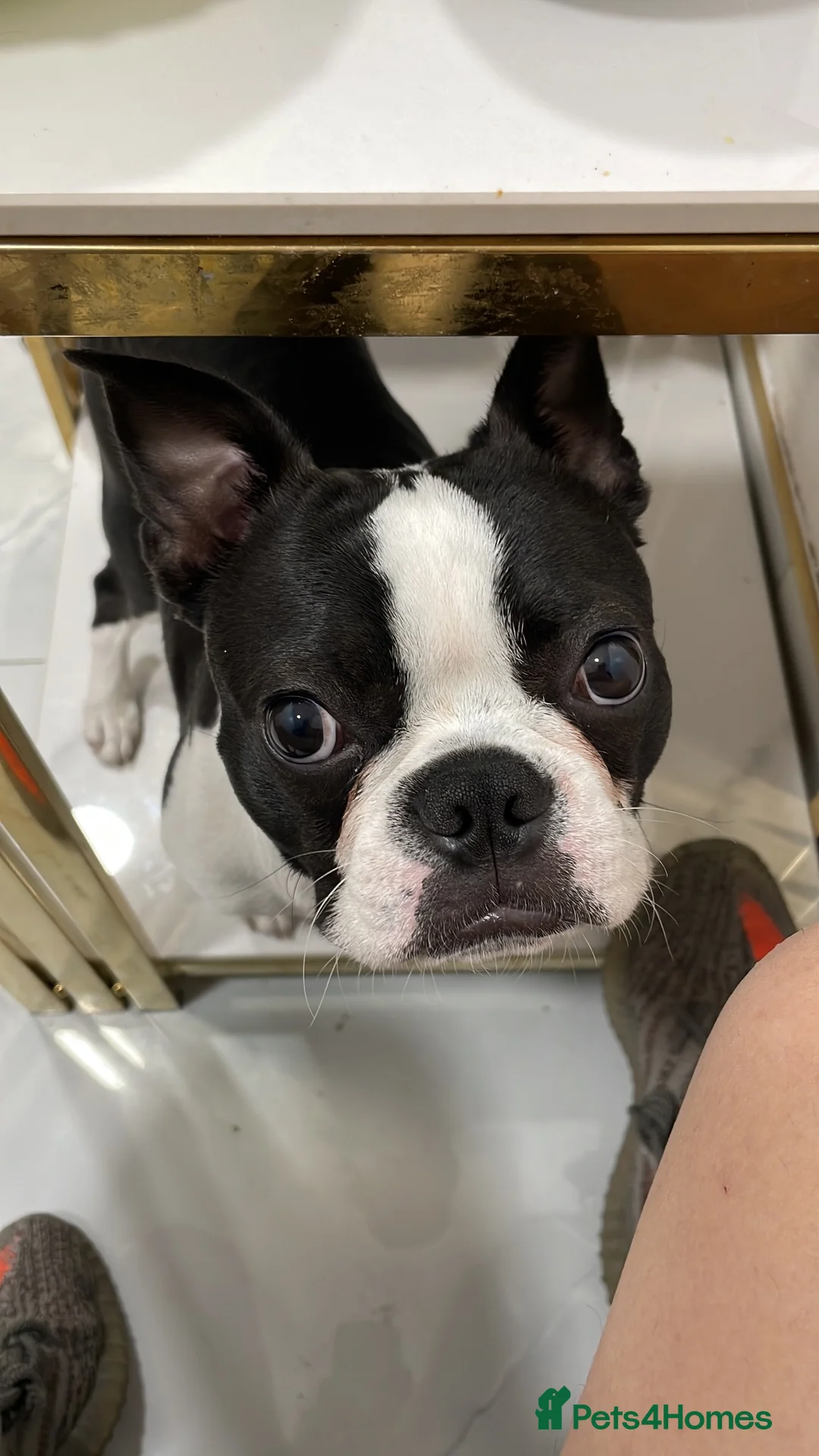 Boston Terrier dogs for sale: Giving my dog away for free in London - Advert 4