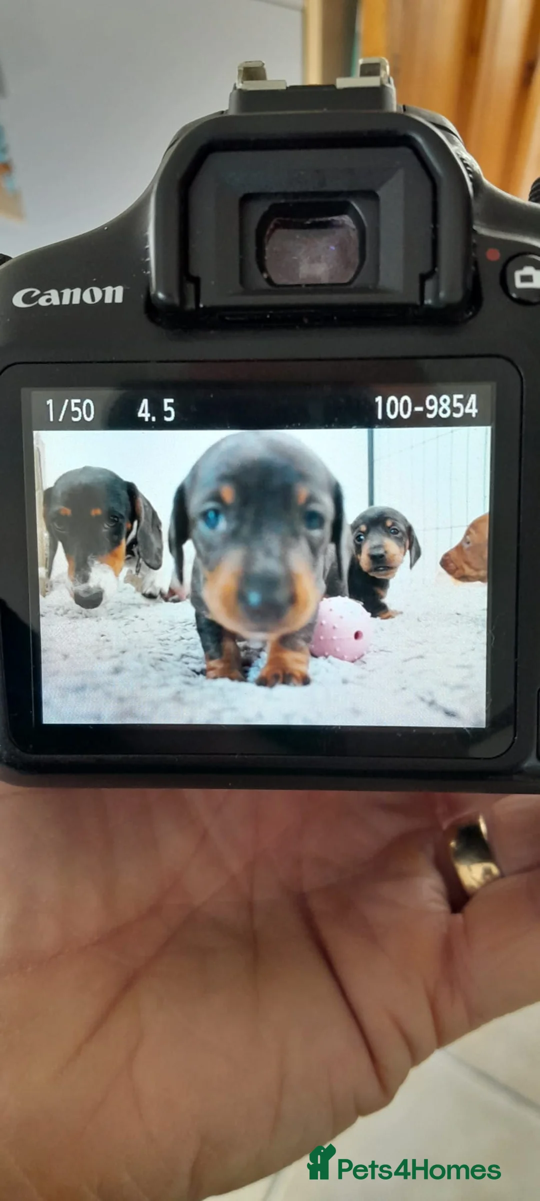 Dachshund dogs for sale: 5 Miniature Dachshund Puppies for rehoming  - Advert 2