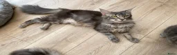 Maine Coon cats for sale: Ready to go! 3 Maine Coon Females  - Advert 5
