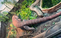 Mixed Breed reptiles for sale: Red Tegu  - Image 5