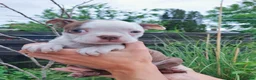 Boston Terrier dogs for sale: 7 KC registered Boston terrier pups  - Advert 25