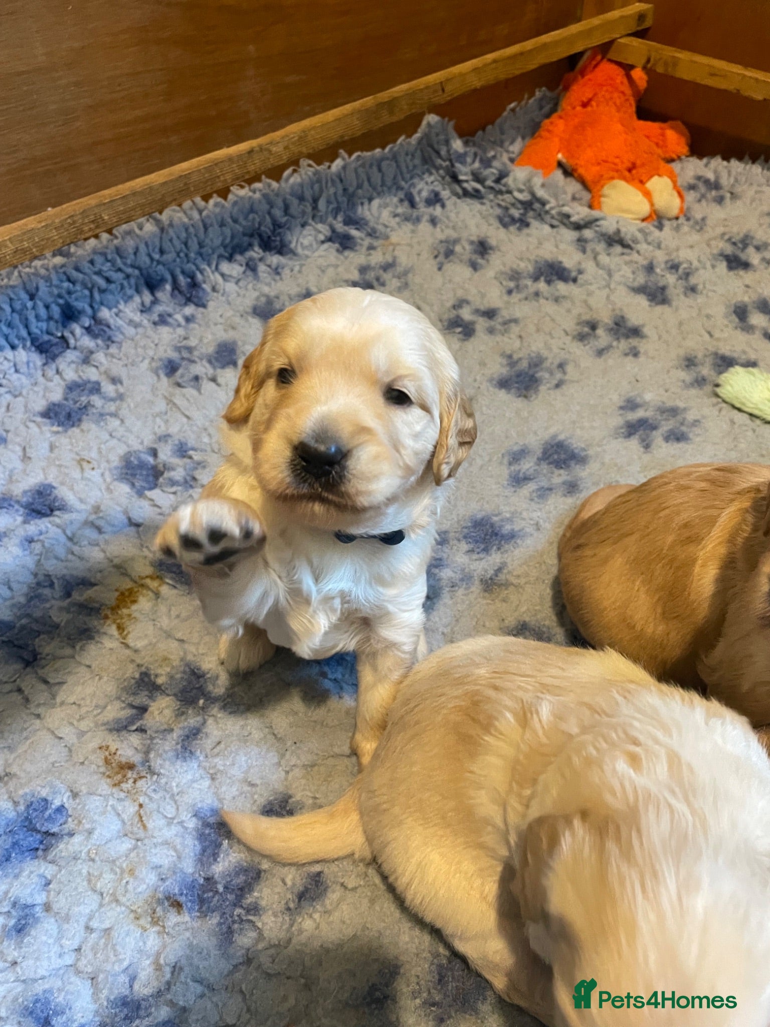 Goldendoodle dogs F1 Goldendoodles. Pedigree health tested parents  - Advert 2